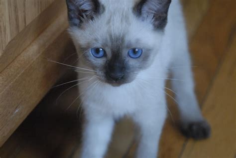 white siamese kittens for sale